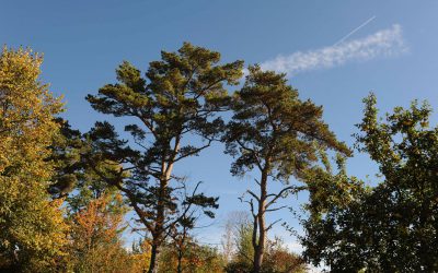 Baumauslichtung Emmertsgrund und Boxberg
